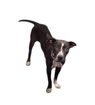 Rescue Pit Bull Terrier Dogs for Adoption in Red Bluff, California - Jelly Bean | PetCurious