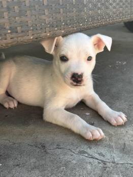 Rescue Australian Shepherd and Pit Bull Terrier Dogs for Adoption in Newport Beach, California - Ace | PetCurious