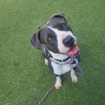 Rescue American Staffordshire Terrier and Mixed Breed Dogs for Adoption in Apache Junction, Arizona - Birdie | PetCurious