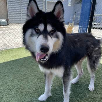 Rescue Husky Dogs for Adoption in Long Beach, California - Pinocchio | PetCurious