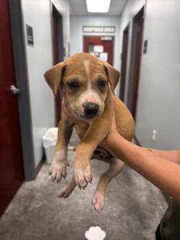 Pit Bull Terrier Dogs Available for Adoption in Gautier, Mississippi - Dimitri | PetCurious