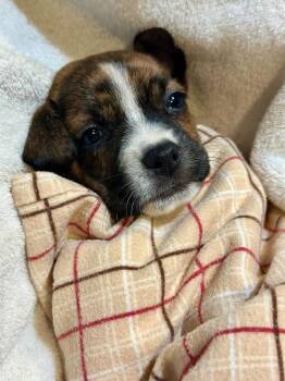 Arial (26-140 D) -  Mixed Breed Dog for Adoption in Lansing, Michigan - Arial (26-140 D) | PetCurious
