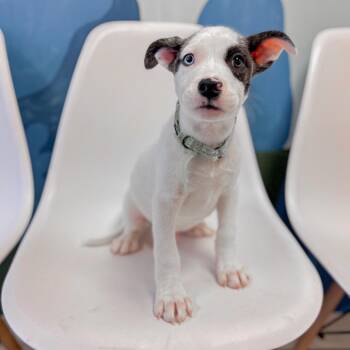 Yellowstone -  Husky and Mixed Breed Dog for Adoption in Springboro, Ohio - Yellowstone | PetCurious