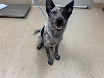 RAPINOE -  Australian Cattle Dog Blue Heeler and Mixed Breed Dog for Adoption in Grand Prairie, Texas - RAPINOE | PetCurious