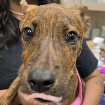 Diojo -  Mixed Breed Dog for Adoption in Galveston, Texas - Diojo | PetCurious