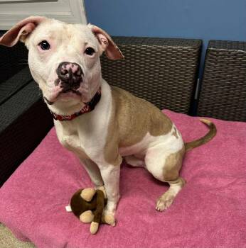 Rescue American Staffordshire Terrier Dogs for Adoption in Sunderland, Maryland - Frankie | PetCurious