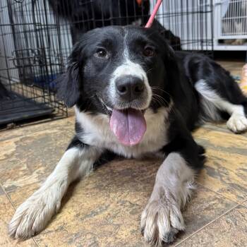 Border Collie Dogs Available for Adoption in Columbia, South Carolina - Delicata | PetCurious