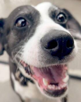 JoJo -  Hound Dog for Adoption in Roanoke, Virginia - JoJo | PetCurious