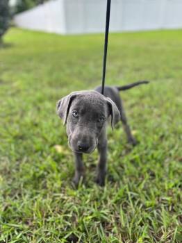Petunia -  Labrador Retriever and Mixed Breed Dog for Adoption in Aiken, South Carolina - Petunia | PetCurious