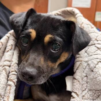 Schnauzer Dogs Available for Adoption in Yuma, Arizona - Tilda | PetCurious