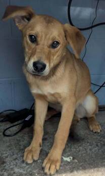 Labrador Retriever Dogs Available for Adoption in Evansville, Indiana - Zellie | PetCurious