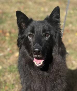 Belgian Shepherd Sheepdog Dogs Available for Adoption - Oliver | PetCurious