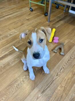 Rough Collie and Pit Bull Terrier Dogs Available for Adoption in Bellaire, Michigan - Maggie  | PetCurious