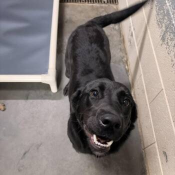 Black Labrador Retriever Dogs Available for Adoption in Franklin, North Carolina - Clara | PetCurious