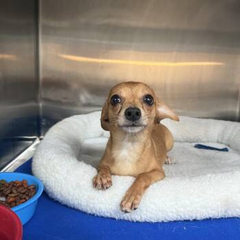 Chihuahua Dogs Available for Adoption in Hendersonville, Tennessee - Otis  | PetCurious