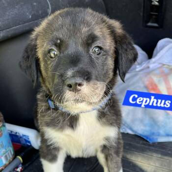 German Shepherd Dog and Great Pyrenees Dogs Available for Adoption in Andover, Massachusetts - Cephus Enchanted | PetCurious