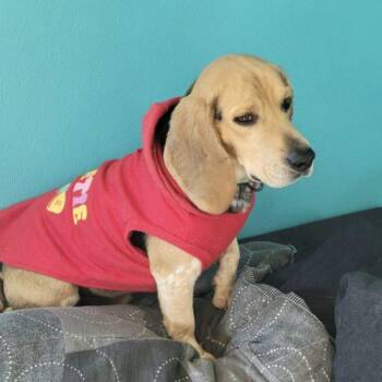 Little Benny -  Beagle Dog for Adoption in Leesburg, Alabama - Little Benny | PetCurious