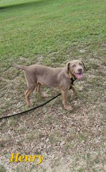 Henry -  Labrador Retriever Dog for Adoption in Hillsdale, New York - Henry | PetCurious