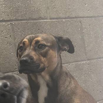 Dime -  Pit Bull Terrier Dog for Adoption in Yuma, Arizona - Dime | PetCurious