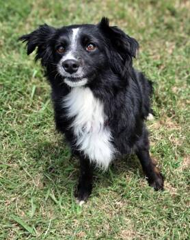 Australian Shepherd Dogs Available for Adoption in Gainesville, Texas - Remmy | PetCurious