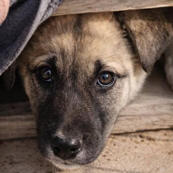 Shiro -  Mixed Breed Dog for Adoption in Bend, Oregon - Shiro | PetCurious