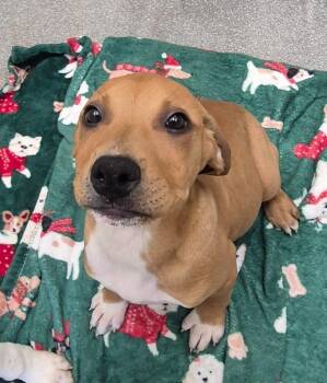 Labrador Retriever Dogs Available for Adoption in Chattanooga, Tennessee - George “Snout Strait” Wiggleton | PetCurious