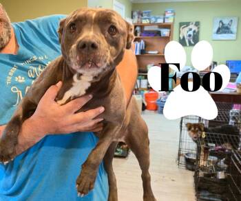 Rescue Pit Bull Terrier Dogs for Adoption in Marion, Indiana - Foo | PetCurious