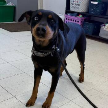 Mixed Breed Dogs Available for Adoption - Amirah | PetCurious