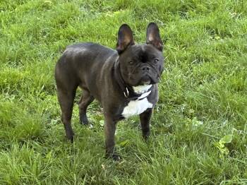 French Bulldog Dogs Available for Adoption in Ridgefield, Connecticut - Lilie | PetCurious