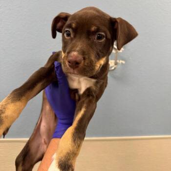 111588 -  Mixed Breed Dog for Adoption in Las Cruces, New Mexico - 111588 | PetCurious