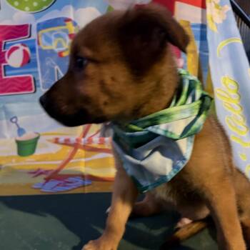 Boxer Dogs Available for Adoption in Aledo, Texas - Bear | PetCurious