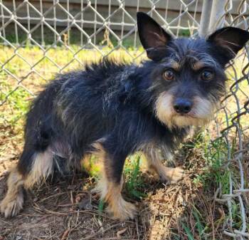 Berloiz in TX -  Yorkshire Terrier Dog for Adoption in Cranston, Rhode Island - Berloiz In TX | PetCurious