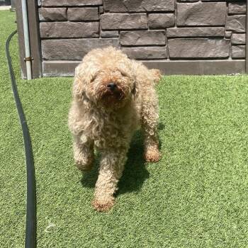Tango 1875 -  Poodle and Mixed Breed Dog for Adoption in Loxahatchee Groves, Florida - Tango 1875 | PetCurious