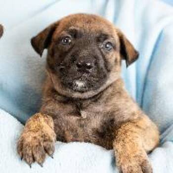 Sage -  Shepherd and Mixed Breed Dog for Adoption in Minneapolis, Minnesota - Sage | PetCurious