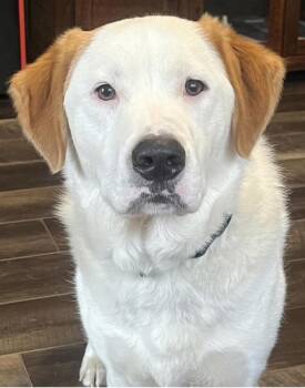 Sam -  Retriever Dog for Adoption in Hop Bottom, Pennsylvania - Sam | PetCurious