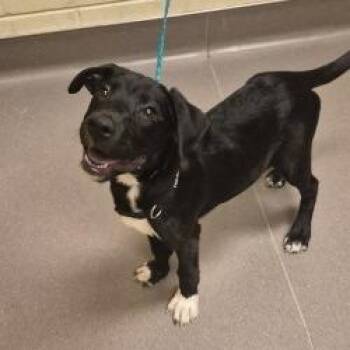 Mixed Breed Dogs Available for Adoption in Norman, Oklahoma - Bucky | PetCurious