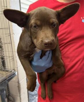 JUSTIN -  Cardigan Welsh Corgi and Mixed Breed Dog for Adoption in San Bernardino, California - JUSTIN | PetCurious