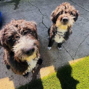Wirehaired Terrier and Mixed Breed Dogs Available for Adoption in Richmond, California - EARTH | PetCurious