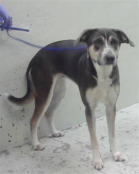 EEVEE -  Staffordshire Bull Terrier and Mixed Breed Dog for Adoption in Houston, Texas - EEVEE | PetCurious