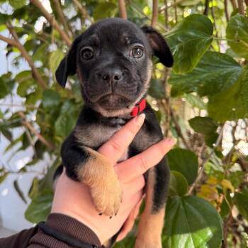 Chihuahua Dogs Available for Adoption - Pooh | PetCurious