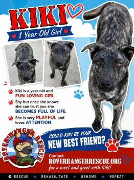Kiki -  Husky and Pit Bull Terrier Dog for Adoption in Wrightwood, California - Kiki | PetCurious