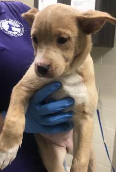 Labrador Retriever and Mixed Breed Dogs Available for Adoption in Conroe, Texas - A427827 | PetCurious