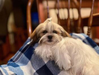 Shih Tzu Dogs Available for Adoption - Maxwell | PetCurious