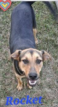 Rottweiler Dogs Available for Adoption - Rocket | PetCurious