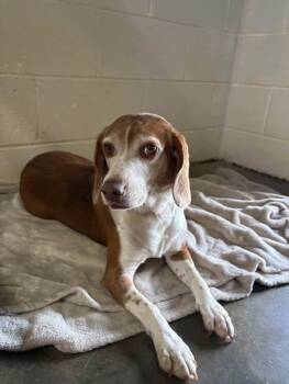 Apple -  Beagle Dog for Adoption in Munfordville, Kentucky - Apple | PetCurious