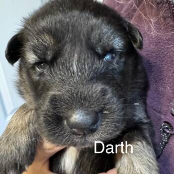 Mixed Breed Dogs Available for Adoption in Bartlett, Tennessee - Darth | PetCurious
