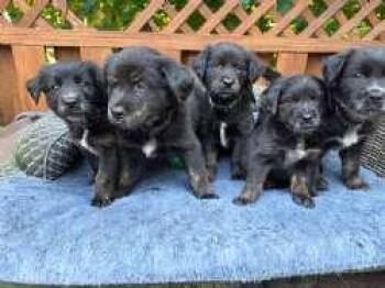 Jax, Messi, and Marlo -  Cattle Dog and Retriever Dog for Adoption in Sudbury, Massachusetts - Jax, Messi, And Marlo | PetCurious