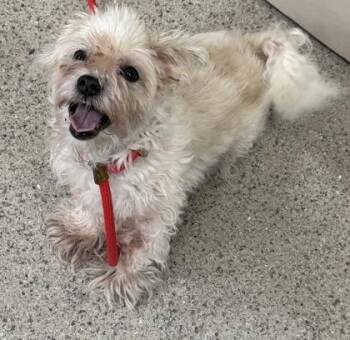 Meagan -  Maltese and Mixed Breed Dog for Adoption in Fishers, Indiana - Meagan | PetCurious