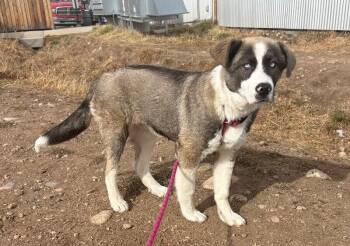 Anatolian Shepherd and Mixed Breed Dogs Available for Adoption - Challah | PetCurious