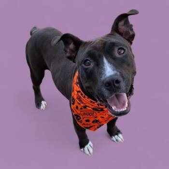 Rescue Pit Bull Terrier Dogs for Adoption in Thousand Oaks, California - Abilene -- URGENT!! | PetCurious